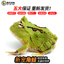 Cute pet horned frog living tadpole amphibious golden horned frog butterfly horned pumpkin frog easy to raise