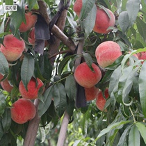 Authentic Beijing Water Honeypeach Fresh Pinggu Datsugu Jiubao 9 No. 14 When the season is soft and crisp and sweet fruit juicy