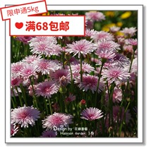 Flower edge pickles Imported flower seeds*British TM*Thousand Dandelions*Peach Dandelion 10 pieces