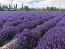 Lavender seeds Vanilla plants sown in all seasons Easy to live indoor balcony potted outdoor open ground flower seeds