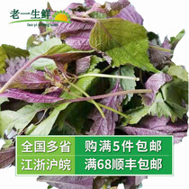 (Old one fresh) fresh perilla red perilla red perilla 500g now found to be found perilla leaf purple red perilla leaf