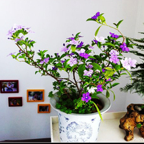 Office balcony potted flower two-color Jasmine seedlings Mandarin duck jasmine flowers bloom in four seasons