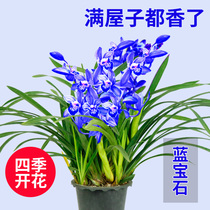 Orchid potted plants easy to live and cold-tolerant plants with flower buds good to raise four seasons flowering green plants strong orchid orchid seedlings