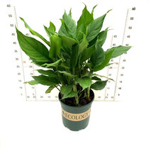 Wannianqing potted indoor living room office large potted flower formaldehyde purification air new house decoration soil hydroponics