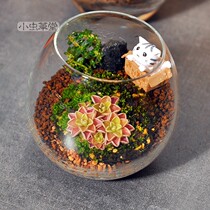 Micro-landscape small cordyceps herbivore plant Flytrap insect Cordierite moss Glass jar Ecological bottle Creative potted plant set