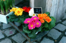 Sample of the sample: Fujifilm Superia Reala 100