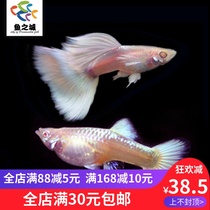 Fish City Boutique Platinum Gown Yellow Gown White Gold Dresses White Peacock Fish Satin White Gold Dress Fish