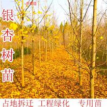 Saplings White Fruits Live Fry Patio Ground Area Green Fry Wood Walking Trail Trees Small Fry Square Planting