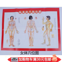 Male Female Meridian acupoint chart standard meridian parts of upgrade length * width 53*38 5cm