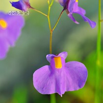 Utricularia carnivorous plant potted small blue rabbit White Rabbit graminfera Fort Livida apricot yellow flower long leaf tricolor earthworm