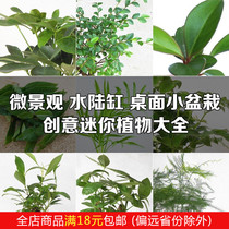 Moss micro landscape ecological bottle background green plant DIY mini plant Moss potted ornaments material