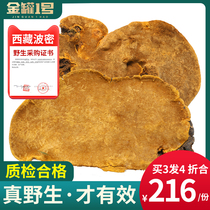 Phellinus genuine Tibetan Mulberry Mulberry Golden Penh non-Changbai Mountain Wild Wild wild horses non-grade Poplar Mulberry yellow Ganoderma