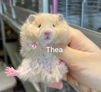 Domestic long curly eyeliner Tortoiseshell tiger pattern Sterling silver miscellaneous silver white bear Yellow gene golden silk bear Rare curly bear