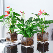 Hydroponic plants Anthurium potted plants Indoor smooth sailing White palm flowers and plants Office desktop good water raising with buds