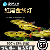 Fish era] red tail gold wire lamp water straw cylinder red tail gold silk group swimming tropical ornamental small freshwater lamp cofish