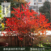 Courtyard Red sky bamboo Indoor balcony potted plant with fruit South Sky bamboo plant flame South Sky Bamboo Bonsai old pile saplings