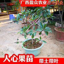 Planting branches with Guangxi Wu Fengxin Persimmon potted fruit tree seedlings Ginseng fruit soft four seasons fruit Human heart fruit sapling kernel garden