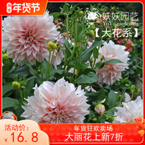 March 20 Start of a great flower train collection demonetisation The Dutch import Big Lihua seed balls Milk Coffee Ball Root