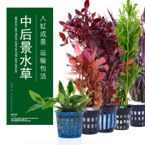 Fish tank Aquatic plants Live lazy aquatic plants Landscaping package Real grass Aerobic aquatic plants Shenmu Aquatic ficus Negative aquatic plants