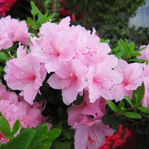 Hongyue rhododendron potted Courtyard Four Seasons evergreen flowering shrubs flowering plants garden garden potted planting rhododendrons