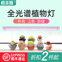 Gomez fleshy fill light full spectrum led color home indoor anti-gangster plant imitation solar growth Light