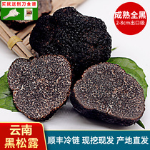 Fresh black truffle Yunnan specialty white truffle mushroom 500g fresh black truffle pig arch fungus truffle truffles truffles