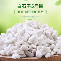 Little white stones pebbles raw stones natural fleshy paving stone gardening garden paving landscaping flower pots white stones