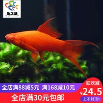 Fish City Dovetail red sword Dovetail red mandarin duck Red sword double swordfish Big back double tail high fin Red arrow Mary viviparous fish