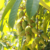 Fuzhou green olives fresh picking Minqing specialty original fruit soup honey soak wine pickling fruit 450g