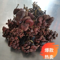 Wild Lingzhi Small Red Lucid Lingzhi King Pure Natural Wild Special Class Red Cheese Cooking Tea Bubble Wine for Free Powder Slices