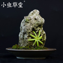 Planting stone small Cordyceps grass Hall micro landscape landscape volcanic stone Pussy insect Pansy carnivorous plant fern Cordyceps