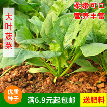 Big-leaf spinach seeds Spinach rapeseed varieties Spring and summer winter sown balcony potted vegetable garden vegetable seeds