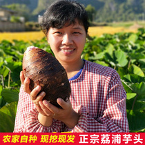 Fresh Taro Lipu authentic Guilin farmhouse now digs Taro big powder betel nut wisteria taro net weight 9kg