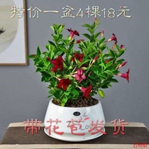 Thousands of fragrant floral floral floral floral floral floral floral floral floral floral vines with fragrant vines of flowers and vines.