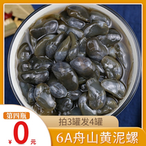6A mud snail drunk mud snail ready-to-eat canned yellow mud snail without sand fresh and fresh salted mud snail Zhoushan Ningbo seafood specialty