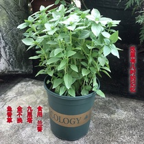  Nine-story tower potted edible basil leaves Fresh Chaoshan gold does not change mint seedlings Balcony mosquito repellent plants Four seasons green plants