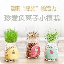 Small planting kindergarten creative micro landscape sprouting dormitory raised small plant children hydroponic cute