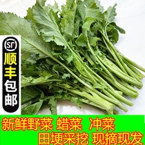 Fresh wild dish potherb pickles wild vegetables snow vegetables red vegetables green vegetables 2-5kg