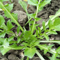 Shepherds seeds seeds farmers Four Seasons big leaves spring wild vegetables potted shepherds purse seeds green seeds autumn and winter