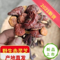 Strong family cousin wild barechi Guangxi Xiaohong lingzhi taste bitter and boiled tea bubble wine half catty equipped with shank red lingzhi 250g