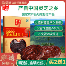 Huangshan Yunle Deep mountain pruning Ganoderma Lucidum Wild Nyingchi Red Ganoderma Lucidum slices Gift box packaging 200g Red Ganoderma Lucidum dry goods