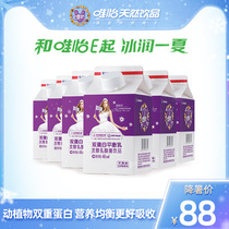 Weiyi double protein balanced milk 468mlx6 boxes Fermented lactic acid bacteria drinks Childrens breakfast milk kefir whole box