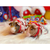 Pets cotton clothes Dutch pig clothes without hairless guinea marnet red no-wow pig clothes warm and double-sided caveat