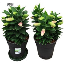 2 sets of perfume lily seed ball multi-Bud Four Seasons good feeding potted plant with flower bud indoor and outdoor flower seeds