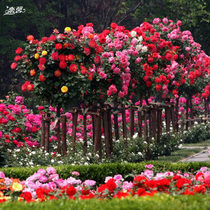 Tree-shaped rose tree-shaped stump rose high-pole rose rose flower garden Garden Villa flower rose seedling community greening