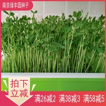 Pea sprouts high quality size peas soilless hydroponic hair pea sprouts seed balcony four seasons