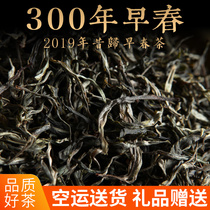 2019 early spring tea picking Yunnan Puer tea raw tea loose tea ancient tree tea past 300 ancient tree head Spring