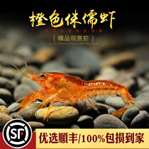 Tesanu rage Orange blue dwarf shrimp freshwater aquarium mini shrimp small ornamental pet shrimp live