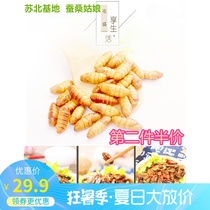 2020 spring new farm mulberry silkworm baby pupa frozen fresh small silkworm pupa premium silkworm pupa silkworm 2 pounds
