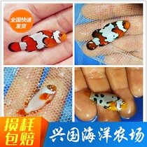 Artificial Male Clown Fish Boutique Picasso Spray Dot Snow Print Black Ice Panda Gold Overture Red Platinum Black Warrior Express